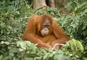 Sumatran Orang-utan Sumatra Indonesia