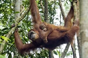 Images Dated 29th May 2010: Sumatran Orangutan - 2. 5 year old baby resting on mother - North Sumatra - Indonesia