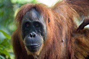 Images Dated 31st May 2010: Sumatran Orangutan - Adult female - North Sumatra - Indonesia - *Critically Endangered