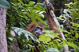 Images Dated 4th June 2010: Sumatran Orangutan - Adult female - North Sumatra - Indonesia - *Critically Endangered