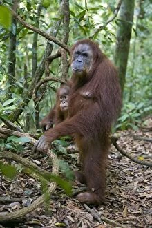 Images Dated 29th May 2010: Sumatran Orangutan - Adult female standing upright while holding 2