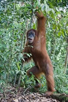 Images Dated 31st May 2010: Sumatran Orangutan - Adult female standing upright - North Sumatra - Indonesia - *Critically