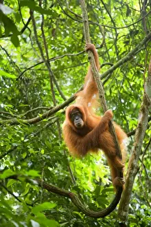 Hanging Prints: Sumatran Orangutan - adult hanging in the trees of a sumatran rainforest