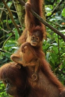 Images Dated 13th December 2008: Sumatran Orangutan - baby - Gunung Leuser National Park - Northern Sumatra - Indonesia