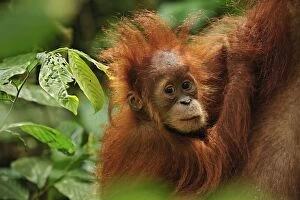 Images Dated 13th December 2008: Sumatran Orangutan - baby - Gunung Leuser National Park - Northern Sumatra - Indonesia