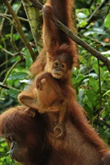 Sumatran Orangutan - baby - Gunung Leuser National Park - Northern Sumatra - Indonesia
