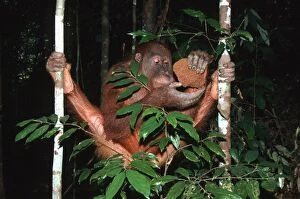 Images Dated 17th November 2008: Sumatran Orangutan - eating termites Bukit Lawang - Gunung Leuser N.P. - Sumatra - Indonesia
