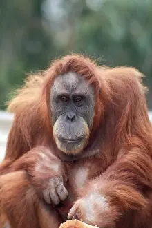 Sumatran Orangutan - female