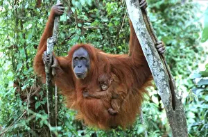 Protection Prints: Sumatran Orangutan - female with baby Bukit Lawang - Gunung Leuser N