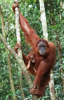 Sumatran Orangutan - female with baby (Pongo abelii)