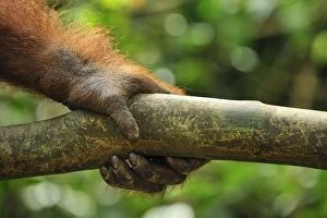 Sumatran Orangutan - hand (Pongo abelii)