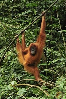 Images Dated 6th December 2008: Sumatran Orangutan - hanging from tree. Gunung Leuser National Park - Northern Sumatra - Indonesia