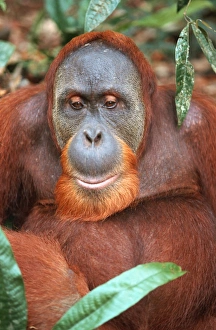 Images Dated 17th November 2008: Sumatran Orangutan - male Bukit Lawang - Gunung Leuser N.P. - Sumatra - Indonesia