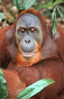 Orang Utans Prints: Sumatran Orangutan - male Bukit Lawang - Gunung Leuser N. P. - Sumatra - Indonesia
