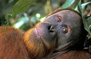 Orang Utans Prints: Sumatran Orangutan - male Bukit Lawang - Gunung Leuser N. P. - Sumatra - Indonesia
