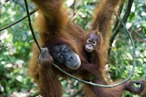 Images Dated 30th May 2010: Sumatran Orangutan - Mother with 1. 5 year old baby - North Sumatra - Indonesia - *Critically