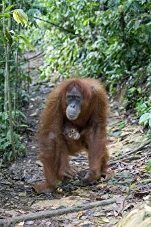 Images Dated 3rd June 2010: Sumatran Orangutan - Mother and 1.5 year old baby - North Sumatra - Indonesia - *Critically