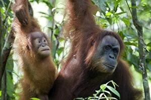 Images Dated 5th June 2010: Sumatran Orangutan - Mother and 2. 5 year old baby - North Sumatra - Indonesia - *Critically