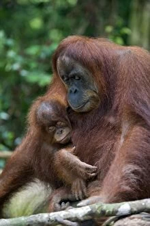 Images Dated 5th June 2010: Sumatran Orangutan - Mother and 2. 5 year old baby resting - North Sumatra - Indonesia
