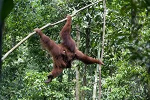 Images Dated 4th June 2010: Sumatran Orangutan - Mother with 9 month old baby moving through the trees - North Sumatra