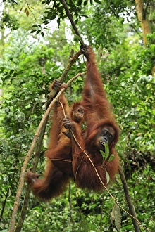 Images Dated 6th December 2008: Sumatran Orangutan - mother with baby - Gunung Leuser National Park - Northern Sumatra - Indonesia
