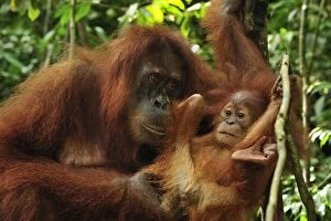 Images Dated 13th December 2008: Sumatran Orangutan - mother with baby - Gunung Leuser National Park - Northern Sumatra - Indonesia