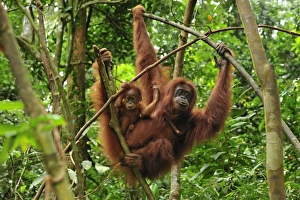 Images Dated 6th December 2008: Sumatran Orangutan - mother with baby - Gunung Leuser National Park - Northern Sumatra - Indonesia