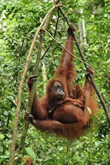 Images Dated 6th December 2008: Sumatran Orangutan - mother with baby - Gunung Leuser National Park - Northern Sumatra - Indonesia