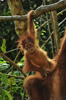 Orang Utans Prints: Sumatran Orangutan - mother with baby - Gunung Leuser National Park - Northern Sumatra - Indonesia