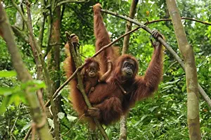 Orang Utans Prints: Sumatran Orangutan - mother with baby - Gunung Leuser National Park - Northern Sumatra - Indonesia