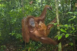 Nowadays Prints: Sumatran Orangutan - mother and baby hanging lazily in the trees of a sumatran rainforest close to the ground