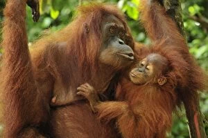 Sumatran Orangutan - mother with baby (Pongo abelii)