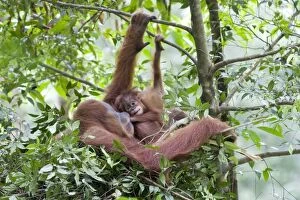 Images Dated 5th June 2010: Sumatran Orangutan - Mother and playful 9 month old baby in day nest - North Sumatra - Indonesia