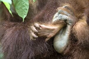 Images Dated 29th May 2010: Sumatran Orangutan - Mother's foot wrapped around her baby's foot - North Sumatra - Indonesia