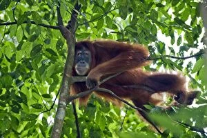 Images Dated 31st May 2010: Sumatran Orangutan - North Sumatra - Indonesia - *Critically Endangered