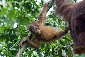 Images Dated 29th May 2010: Sumatran Orangutan - Playful 2. 5 year old baby - North Sumatra - Indonesia - *Critically Endangered