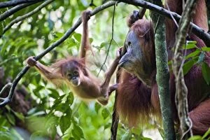 Images Dated 30th May 2010: Sumatran Orangutan - Playful 9 month old baby in tree with mother - North Sumatra - Indonesia