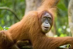 Sumatran Orangutan - portrait of an adult lying comfortably on a tree branch in a sumatran rainforest