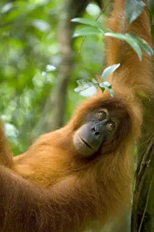Sumatran Orangutan - portrait of female hanging comfortably in the trees in a sumatran rainforest. She is looking straight into the camera with a melancholic look - Gunung-Leuser National Park, Sumatra, Indonesia