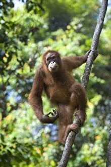 Images Dated 30th May 2010: Sumatran Orangutan -Young female - North Sumatra - Indonesia - *Critically Endangered