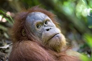 Images Dated 30th May 2010: Sumatran Orangutan - Young male - North Sumatra - Indonesia - *Critically Endangered