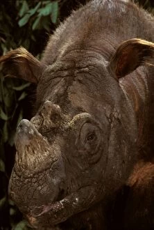 Images Dated 7th January 2009: Sumatran Rhinoceros / Asian two-horned rhinoceros - critically endangered species, Sabah, Borneo