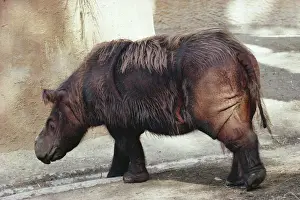 Zoos Prints: Sumatran Rhinoceros KEL 1144 Smallest Rhino