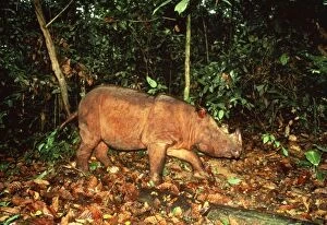 Images Dated 5th April 2005: Sumatran Rhinoceros Sabah, Borneo