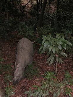 Images Dated 13th August 2004: Sumatran Rhinoceros Sipilok, Borneo, Malaysia