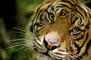 South East Asia Prints: Sumatran Tiger - close-up face - Indonesia Taman safari