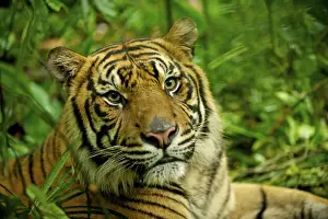 Sumatran Tiger - close-up face - Indonesia Taman safari