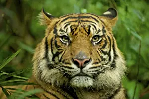 Sumatran Tiger - close-up face - Indonesia Taman safari