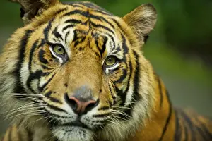 Sumatran Tiger - close-up face - Indonesia Taman safari