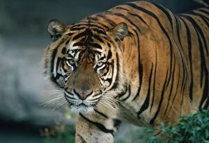 Images Dated 2nd February 2012: Sumatran TIGER - close-up head